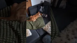 Léon le chaton en mode chasse! Regardez ce qui se passe 🤣 #catmemes #funnyvideo #pets