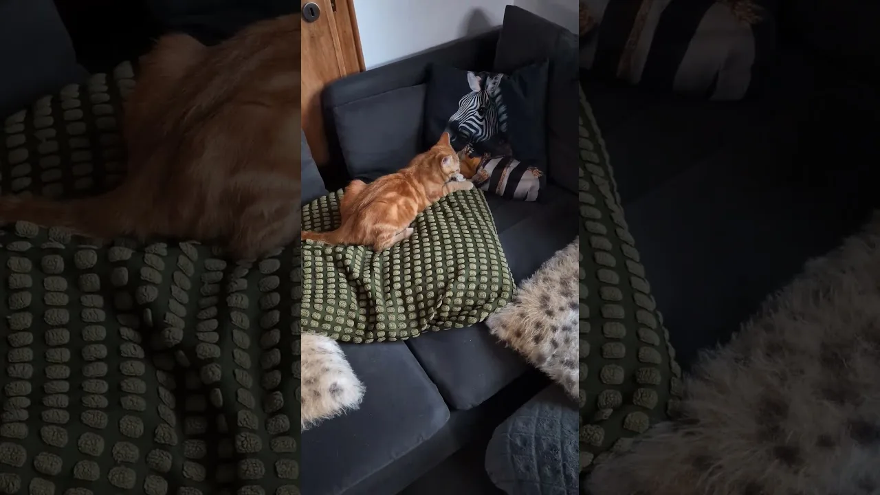 Léon le chaton en mode chasse! Regardez ce qui se passe 🤣 #catmemes #funnyvideo #pets