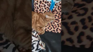 Quel est le secret d'une vie heureuse chez les chats ?