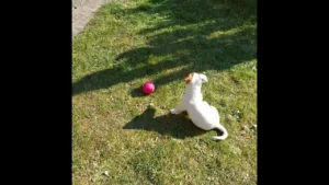 Watch This Puppy Chase the Red Ball!