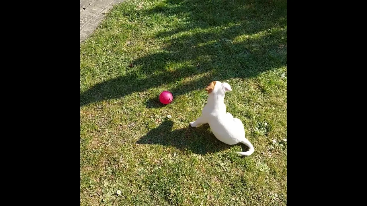 Watch This Puppy Chase the Red Ball!