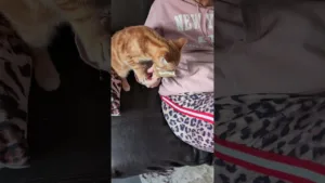 Le chaton vole le fromage pour manger ! 🤣