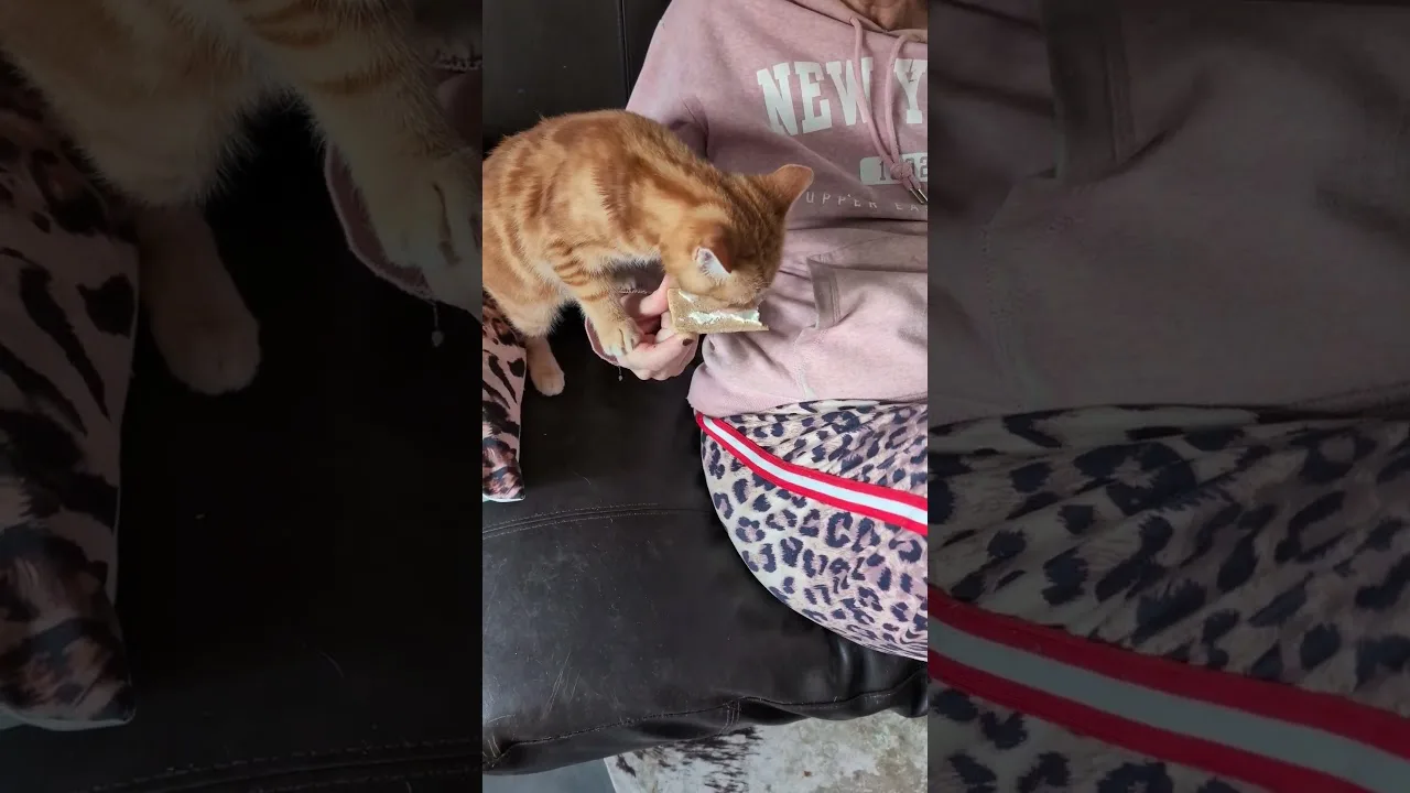 Le chaton vole le fromage pour manger ! 🤣