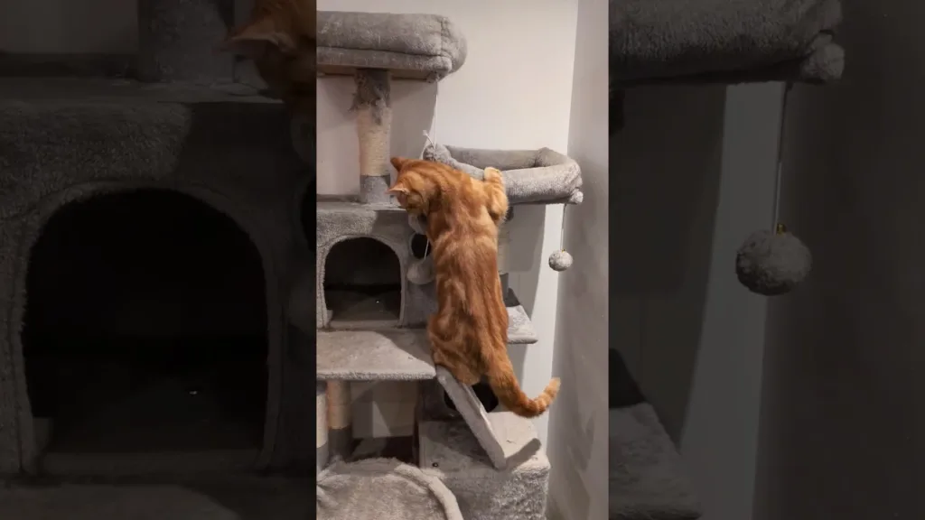 Ce chaton découvre son palace ! 🤣
