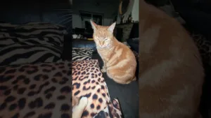 Pourquoi ce chat refuse de bouger ?