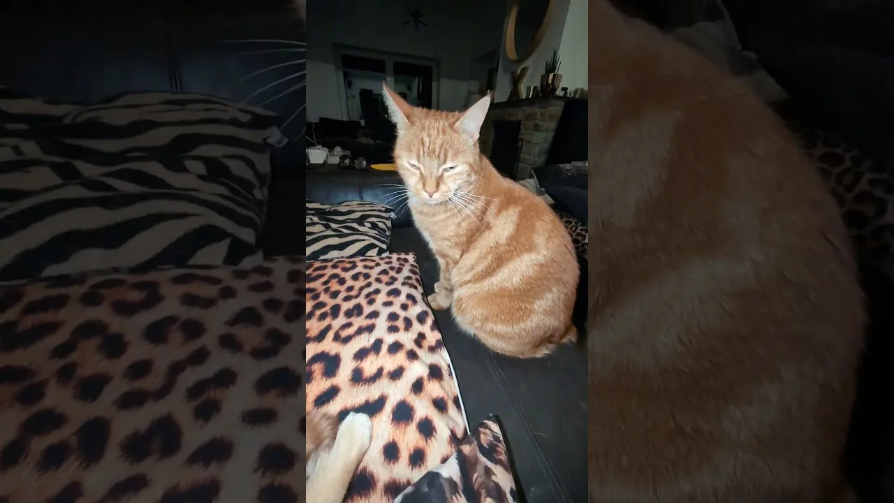 Pourquoi ce chat refuse de bouger ?