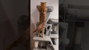 Ce chaton fou va vous faire rire ! 🤣