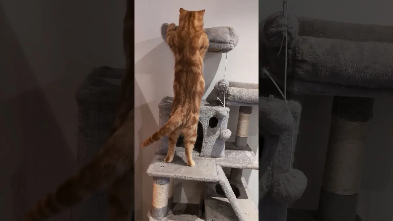 Ce chaton fou va vous faire rire ! 🤣