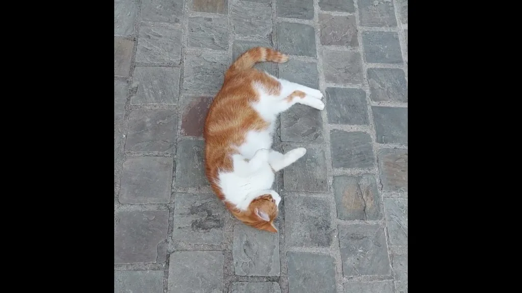 Tomy Mon gros Chat me manque 😭