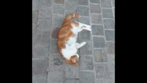 Tomy Mon gros Chat me manque 😭
