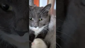 Je parie que ce chat planifie déjà sa domination du monde!