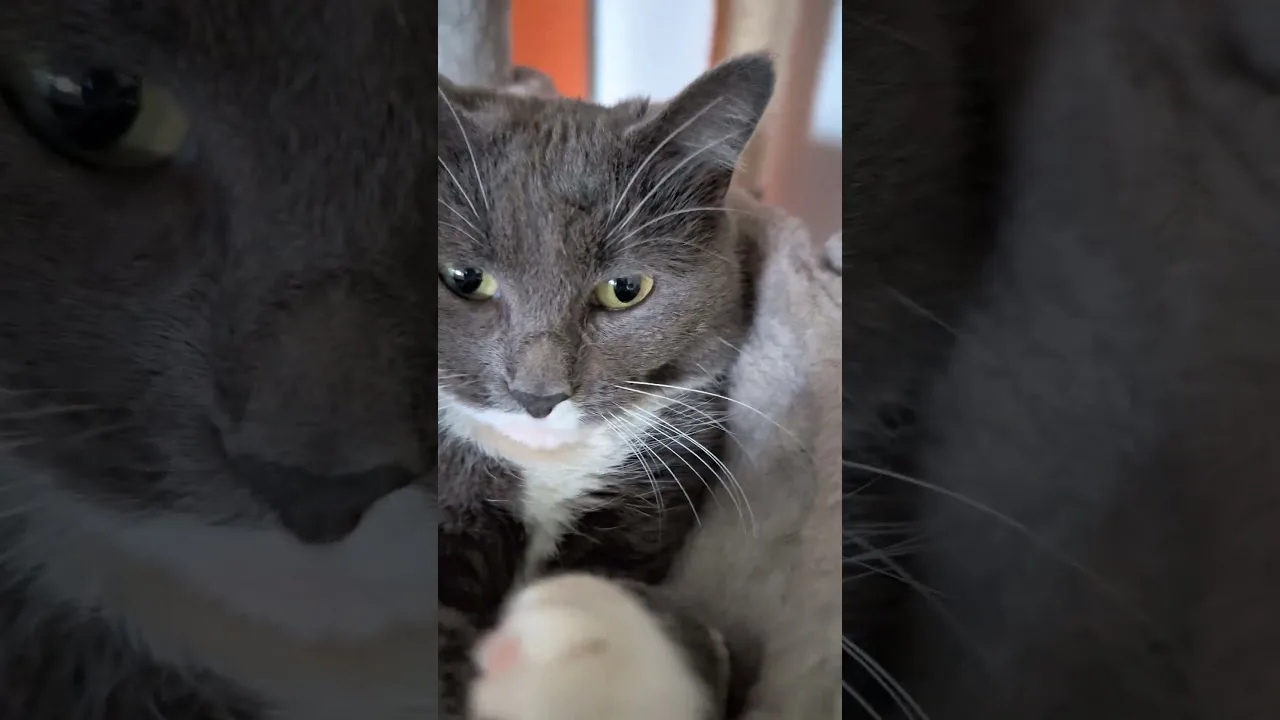 Je parie que ce chat planifie déjà sa domination du monde!