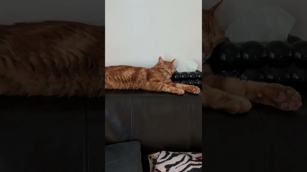 Ton canapé ne sera jamais aussi confortable après ça 😸 #OrangeCats #CatsEverywhere