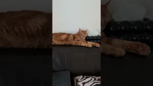 Ton canapé ne sera jamais aussi confortable après ça 😸 #OrangeCats #CatsEverywhere