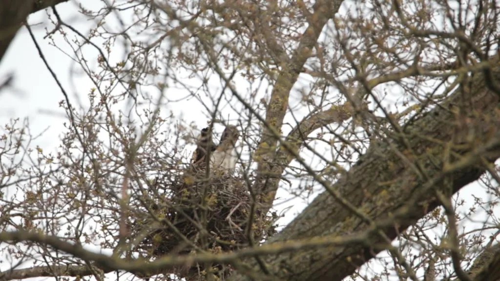 Buse Variable dans leur nid Jour 1