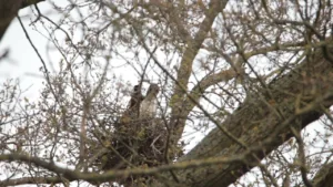Buse Variable dans leur nid Jour 1