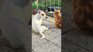 Deux amis, une terrasse, une seule question #animaux #adorable