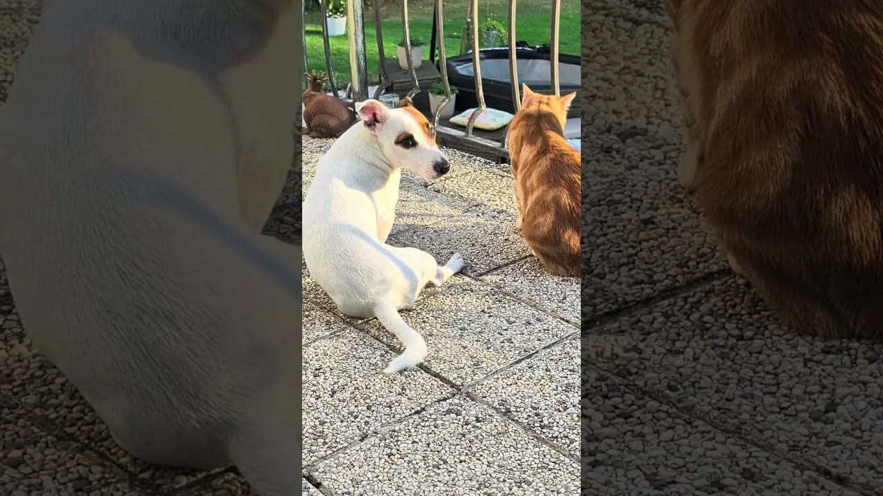 Deux amis, une terrasse, une seule question #animaux #adorable