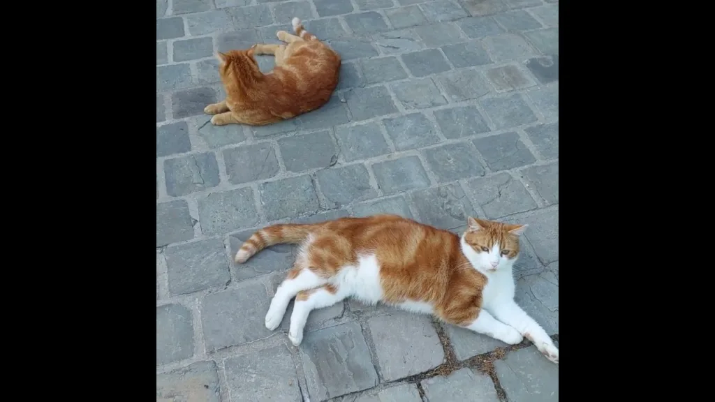 Do Cats Have A HIDDEN Language When They Meet On The Street?