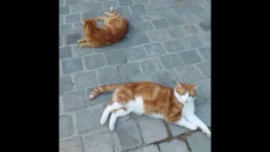 Do Cats Have A HIDDEN Language When They Meet On The Street?