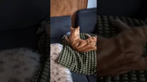 Ce chaton roux n'arrête pas de jouer! 🤣