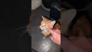 il adore les câlins ce beau chaton roux😻