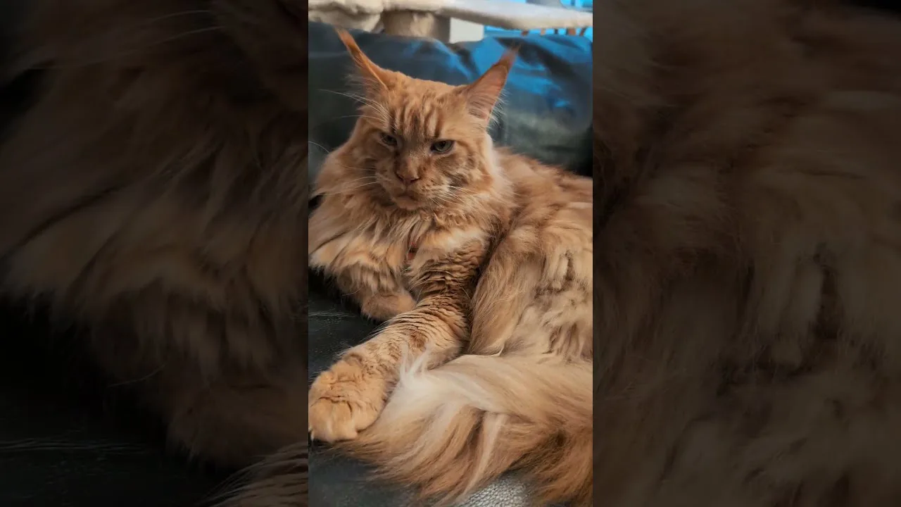 Quand un Maine Coon décide qu'il n'a pas de temps pour toi 🤷 #funny #cats