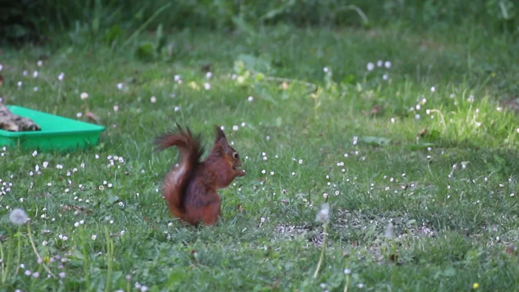 Balade d'un écureuil dans le jardin
